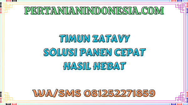 Timun Zatavy Solusi Panen Cepat Hasil Hebat